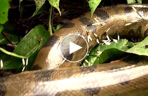 Rắn 'khổng lồ' Anaconda quằn quại đau đớn vì nhím độc